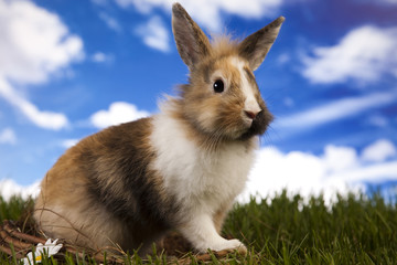 Bunny in grass 