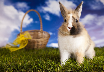Fototapeta na wymiar Easter bunny on green grass