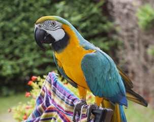 Guacamayo azul y amarillo