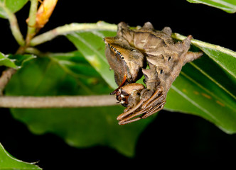 scared and frozen lobster moth caterpillar