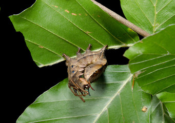 freezing of lobster moth caterpillar, beech leafs