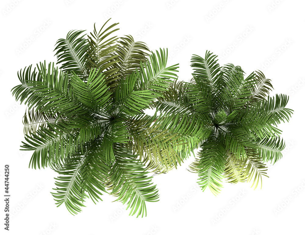 Wall mural top view of two areca palm trees isolated on white background