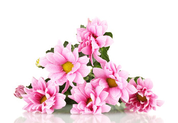 Fototapeta na wymiar branch of beautiful pink chrysanthemums