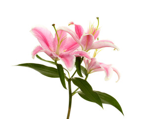 beautiful pink lily, isolated on white