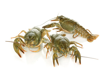 Alive crayfishes isolated on white background