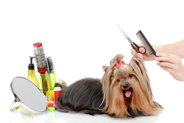 Grooming the yorkshire terrier isolated on white