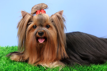 Beautiful yorkshire terrier on grass on colorful background