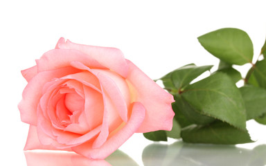 Pink rose isolated on white