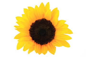 Sunflowers Single Bloom