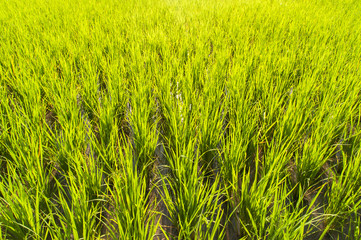 green paddy rice in field