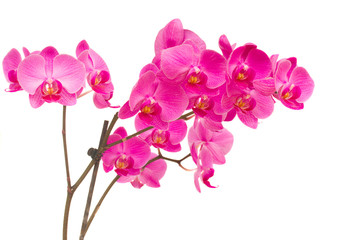 Fototapeta na wymiar orchideas