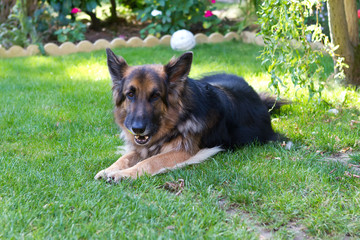 german shepherd laying in a garden