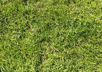 grass texture