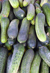 green cucumber natural background.