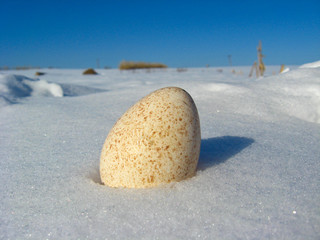 The egg of turkey on the snow