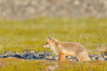 Rotfuchs, Red fox, Vulpes vulpes