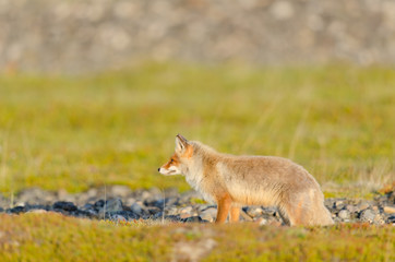 Rotfuchs, Red fox, Vulpes vulpes