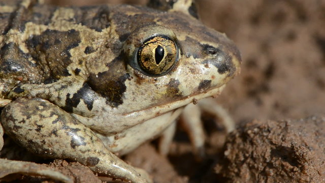 animal frog Pelobates fuscus eye and head