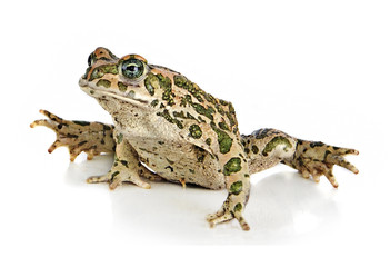 Toad on white background