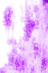 Lavendelpflanze