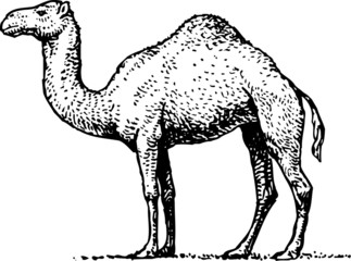One-humped camel