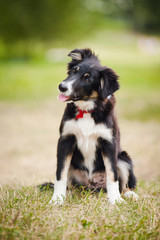puppy border collie portrait