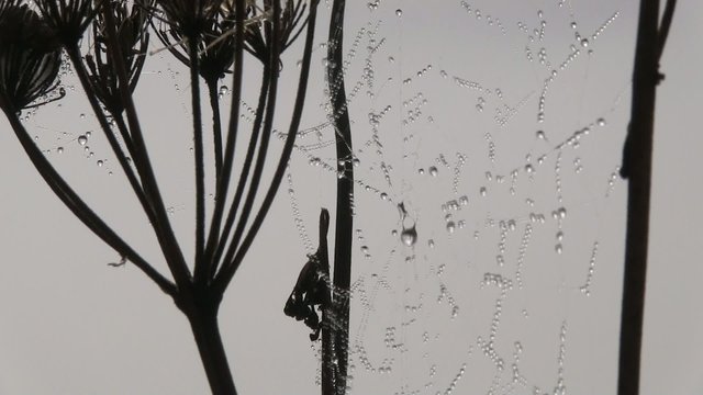 ros&eacute;e sur la toile