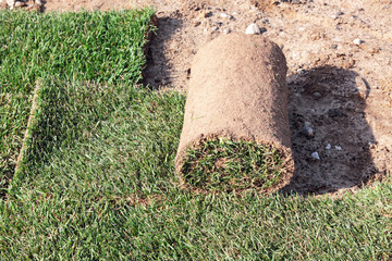 The grass in rolls for laying on the lawn for landscaping