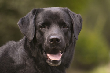 labrador © Henryk Olszewski