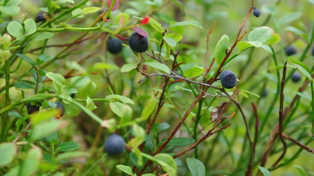 Bush of a ripe bilberry in the summer close up