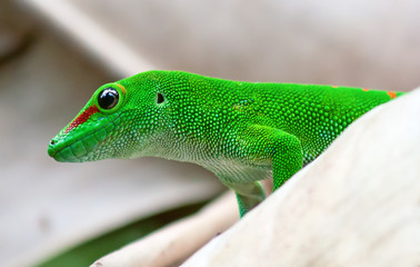 Green gecko