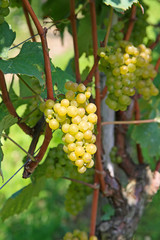 Yellow grapes