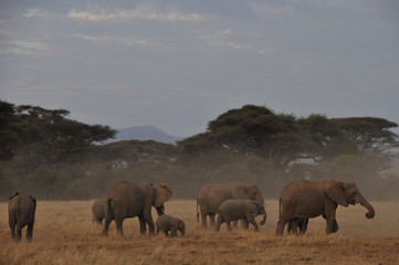 amboseli kenia kenya