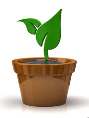 Plant in pot isolated on the white backgrounds