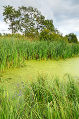 The swamp © voltan