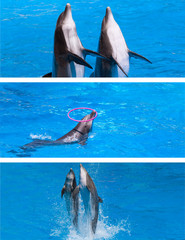Dauphins