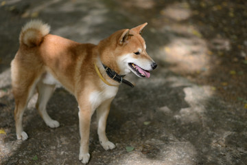 Shiba inu dog