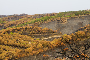 remains of a forest fire