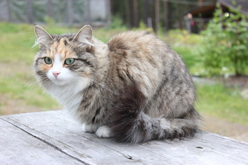 Кошка