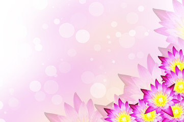 Water lily  background