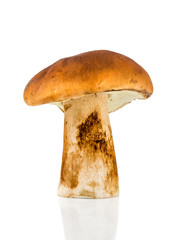 Porcini a popular edible mushroom