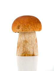Porcini a popular edible mushroom