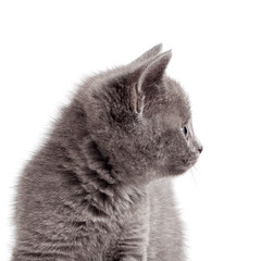 grey kitten in studio