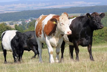 Kühe auf dem Dörnberg