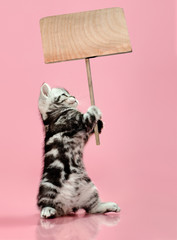 kitten