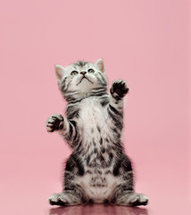 kitten © tankist276