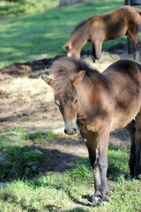 Fototapeta premium Exmoorponyfohlen im Spätsommer