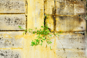 Cement wall with plant