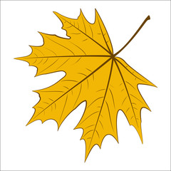 Yellow Maple Leaf
