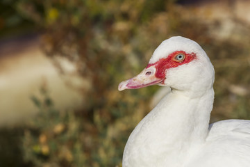 Papera con il muso rosso e l'occhio azzurro